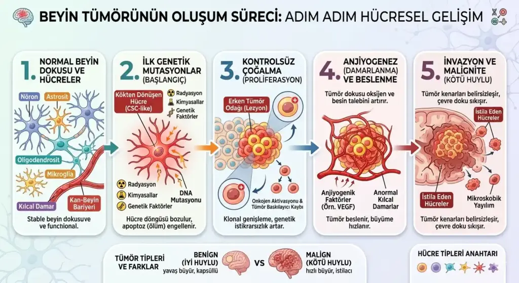 Beyin tümörü oluşum sürecini gösteren hücresel infografik. Normal beyin hücrelerinden mutasyona, kontrolsüz çoğalmadan (proliferasyon) anjiyogenez ve invazyon aşamalarına kadar kanserli doku gelişimi adımları.