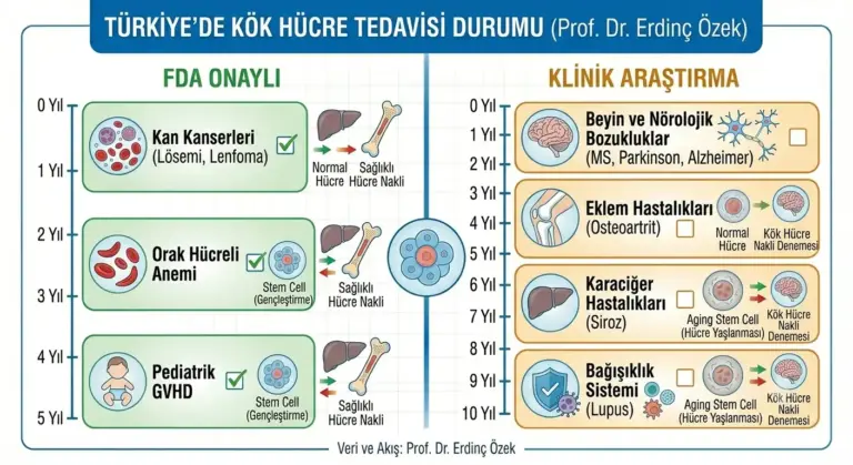 Kök Hücre Tedavisi Hangi Hastalıklara İyi Gelir?