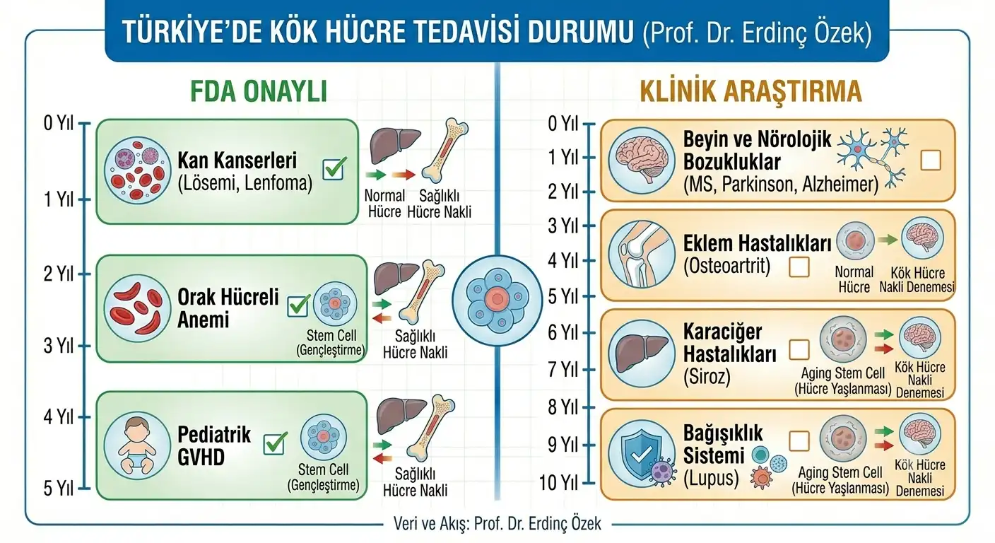 Kök Hücre Tedavisi Hangi Hastalıklara İyi Gelir?